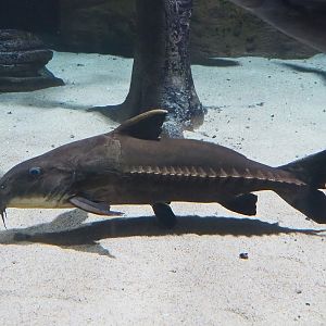 Ripsaw catfish (Oxydoras niger), 2022-08-16