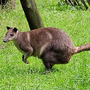 Brown dorcopsis at BestZoo