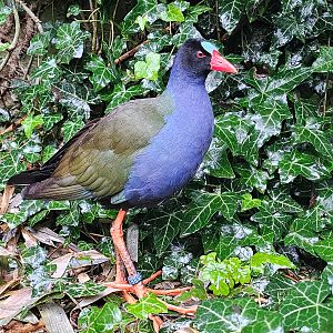 Allen's Gallinule at BestZoo