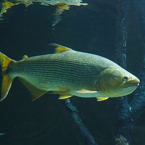 Golden Dorado (Salminus brasiliensis), 2022-08-16