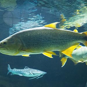 Golden Dorado (Salminus brasiliensis), 2022-08-16