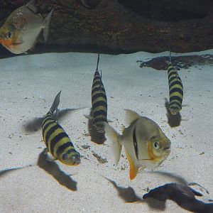 Red hook silver dollar (Myloplus rubripinnis), Black barred Myleus schomburgkii) and Banded Leporinus (Leporinus fasciatus), 2022-08-16