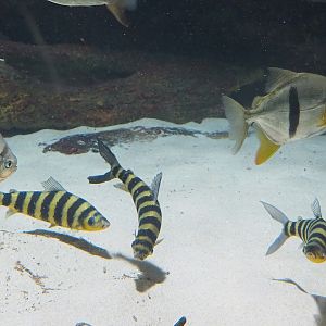 Silver dollar (Metynnis altidorsalis), Black barred Myleus schomburgkii) and Banded Leporinus (Leporinus fasciatus), 2022-08-16