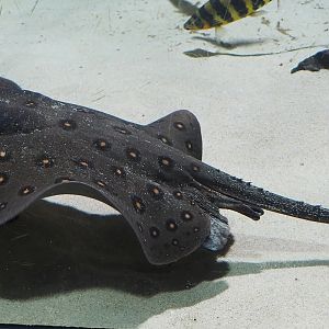 Ocellate river stingray (Potamotrygon motoro), 2022-08-16