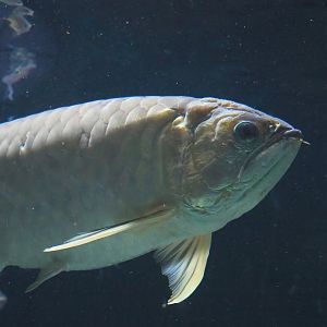 Asian bonytongue (Scleropages formosus), 2022-08-16