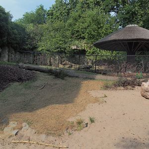 Sulawesi babirusa exhibit, 2022-08-16