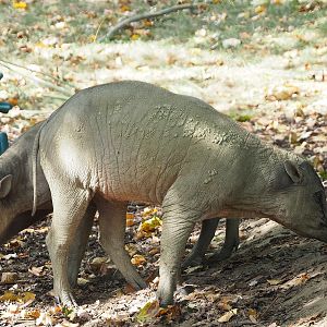 Sulawesi babirusa (Babyrousa celebensis), 2022-08-16