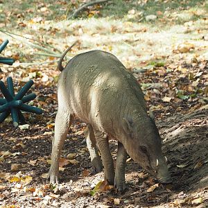 Sulawesi babirusa (Babyrousa celebensis), 2022-08-16