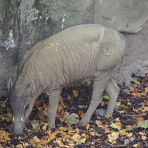 Sulawesi babirusa (Babyrousa celebensis), 2022-08-16