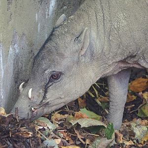Sulawesi babirusa (Babyrousa celebensis), 2022-08-16