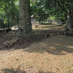 Sulawesi babirusa exhibit, 2022-08-16