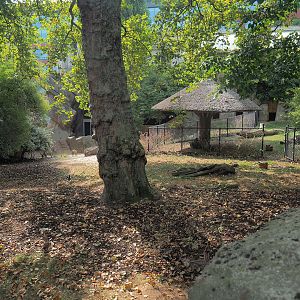 Sulawesi babirusa exhibit, 2022-08-16