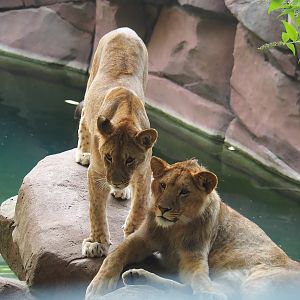 Young African lions (Panthera leo), 2022-08-16