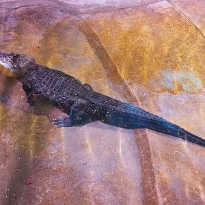American alligator (Alligator mississippiensis), 2022-08-16