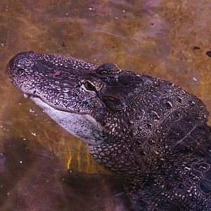 American alligator (Alligator mississippiensis), 2022-08-16