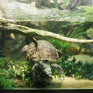 Branderhorst's snapping turtle (Elseya branderhorsti) and Caiman lizard (Dracaena guianensis), 2022-08-16