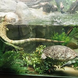 Branderhorst's snapping turtle (Elseya branderhorsti) and Caiman lizard (Dracaena guianensis), 2022-08-16