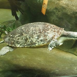 Branderhorst's snapping turtle (Elseya branderhorsti), 2022-08-16