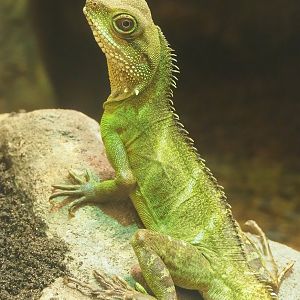 Chinese water dragon (Physignathus cocincinus), 2022-08-16