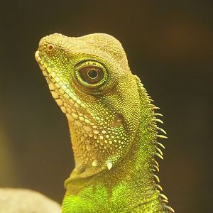 Chinese water dragon (Physignathus cocincinus), 2022-08-16