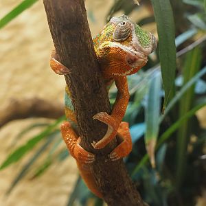 Panther chameleon (Furcifer pardalis), 2022-08-16