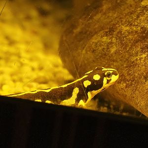 Kaiser's Spotted newt (Neurergus kaiseri), 2022-08-16