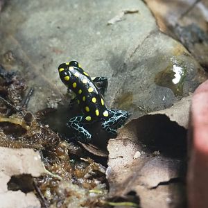 Spotted poison frog (Ranitomeya vanzolinii), 2022-08-16