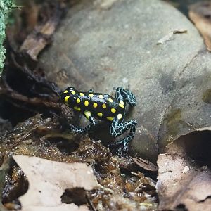 Spotted poison frog (Ranitomeya vanzolinii), 2022-08-16