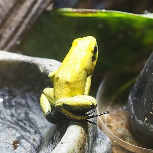 Golden poison frog (Phyllobates terribilis), 2022-08-16