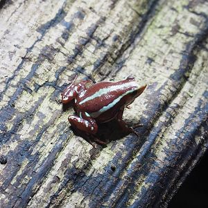 Anthonys poison-arrow frog (Epipedobates anthonyi), 2022-08-16