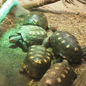 Red-footed tortoise (Chelonoidis carbonarius), 2022-08-16