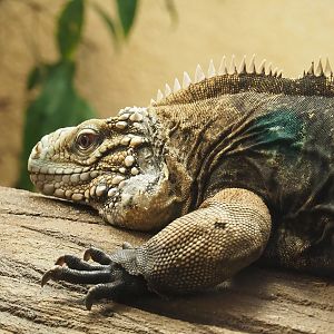 Cuban iguana (Cyclura nubila nubila), 2022-08-16