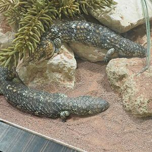 Western Shinglebacks (Tiliqua rugosa rugosa), 2022-08-16