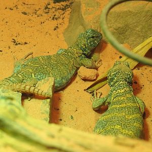 Ornate mastigures (Uromastyx ornata), 2022-08-16