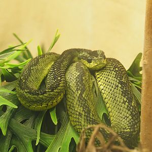 Great Lakes bush viper (Atheris nitschei), 2022-08-16
