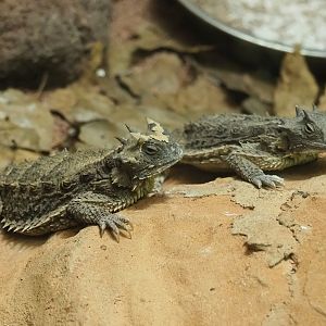Giant horned lizard (Phrynosoma asio), 2022-08-16