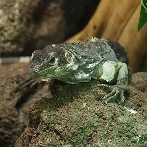 Motagua spiny-tailed iguana (Ctenosaura palearis), 2022-08-16