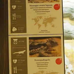 Examples of reptile signage - Great horned lizard signs, 2022-08-16