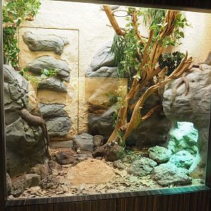 Mexican and Central American dry forests terrarium, 2022-08-16