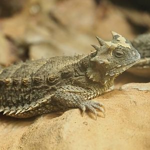 Giant horned lizard (Phrynosoma asio), 2022-08-16