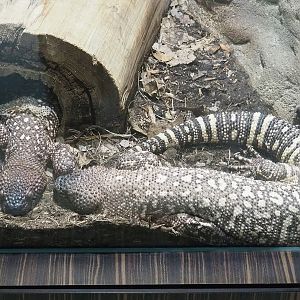 Rio Fuerte beaded lizards (Heloderma exasperatum), 2022-08-16