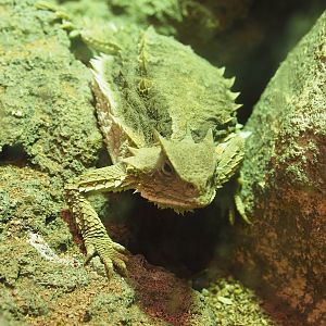 Giant horned lizard (Phrynosoma asio), 2022-08-16
