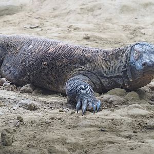 Komodo dragon (Varanus komodoensis), 2022-08-16
