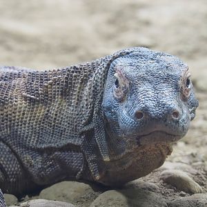 Komodo dragon (Varanus komodoensis), 2022-08-16