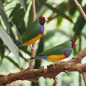 Gouldian finches (Chloebia gouldiae), 2022-08-16