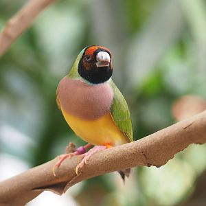 Gouldian finch (Chloebia gouldiae), 2022-08-16