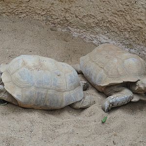 African spurred tortoises (Centrochelys sulcata), 2022-08-16