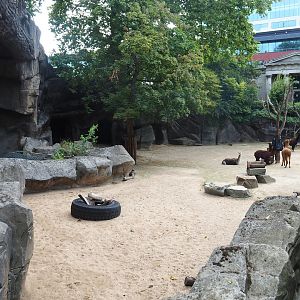 Alpaca paddock, 2022-08-16