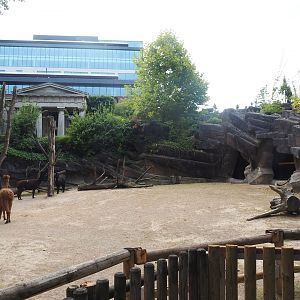 Alpaca paddock, 2022-08-16