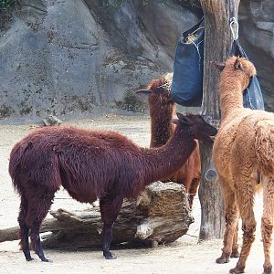 Alpacas (Vicugna pacos), 2022-08-16